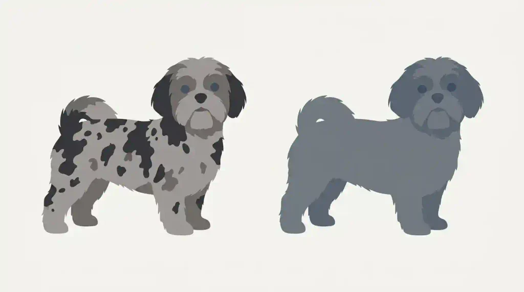 Comparison of merle pattern and uniform blue pigment dilution in Shih Tzus