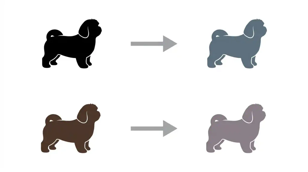 Illustration comparing diluted black pigment with diluted liver pigment in Shih Tzus